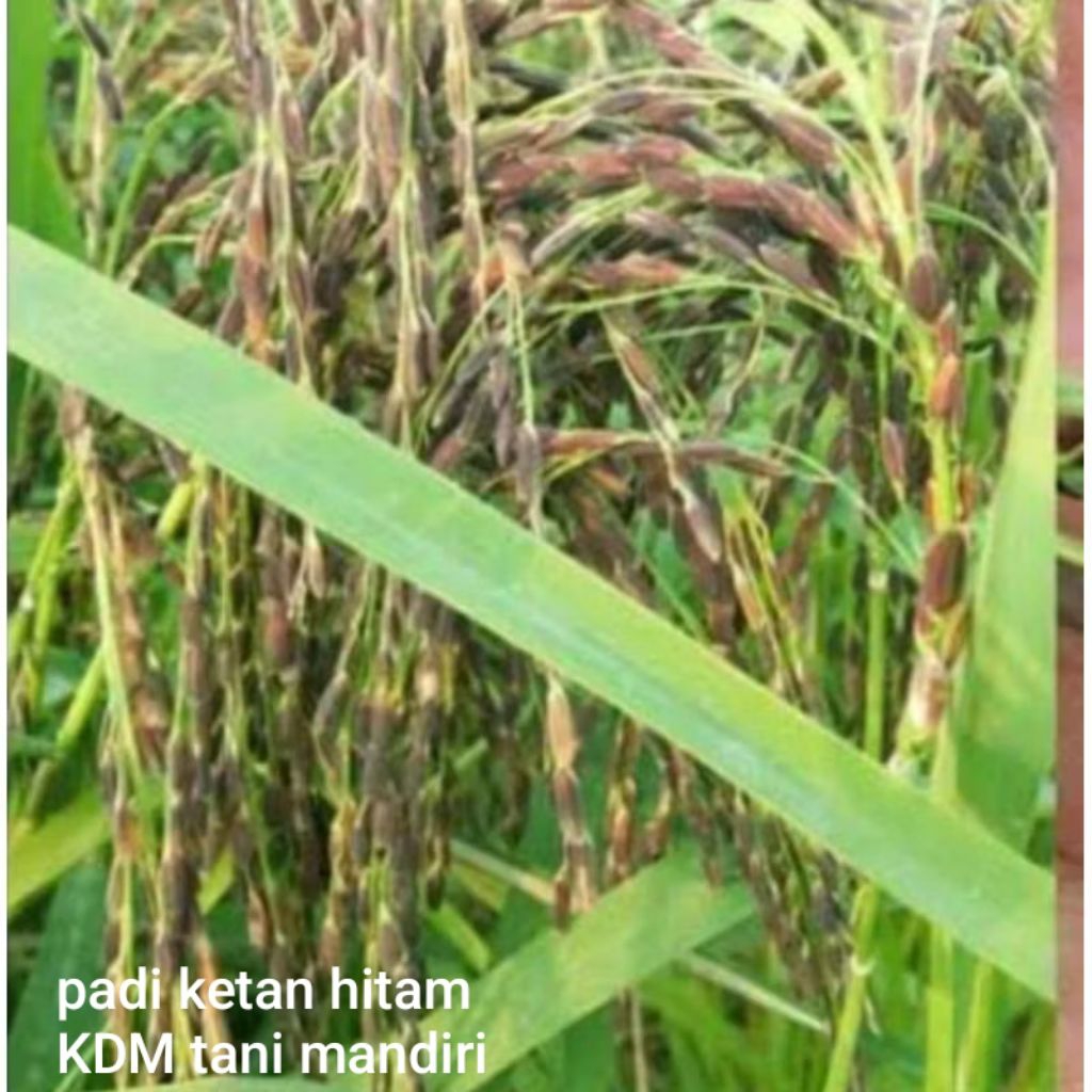 BIBIT PADI BENIH PADI KETAN HITAM KEMASAN 1 KG BIBIT PADI KETAN HITAM KUALITAS UNGGUL