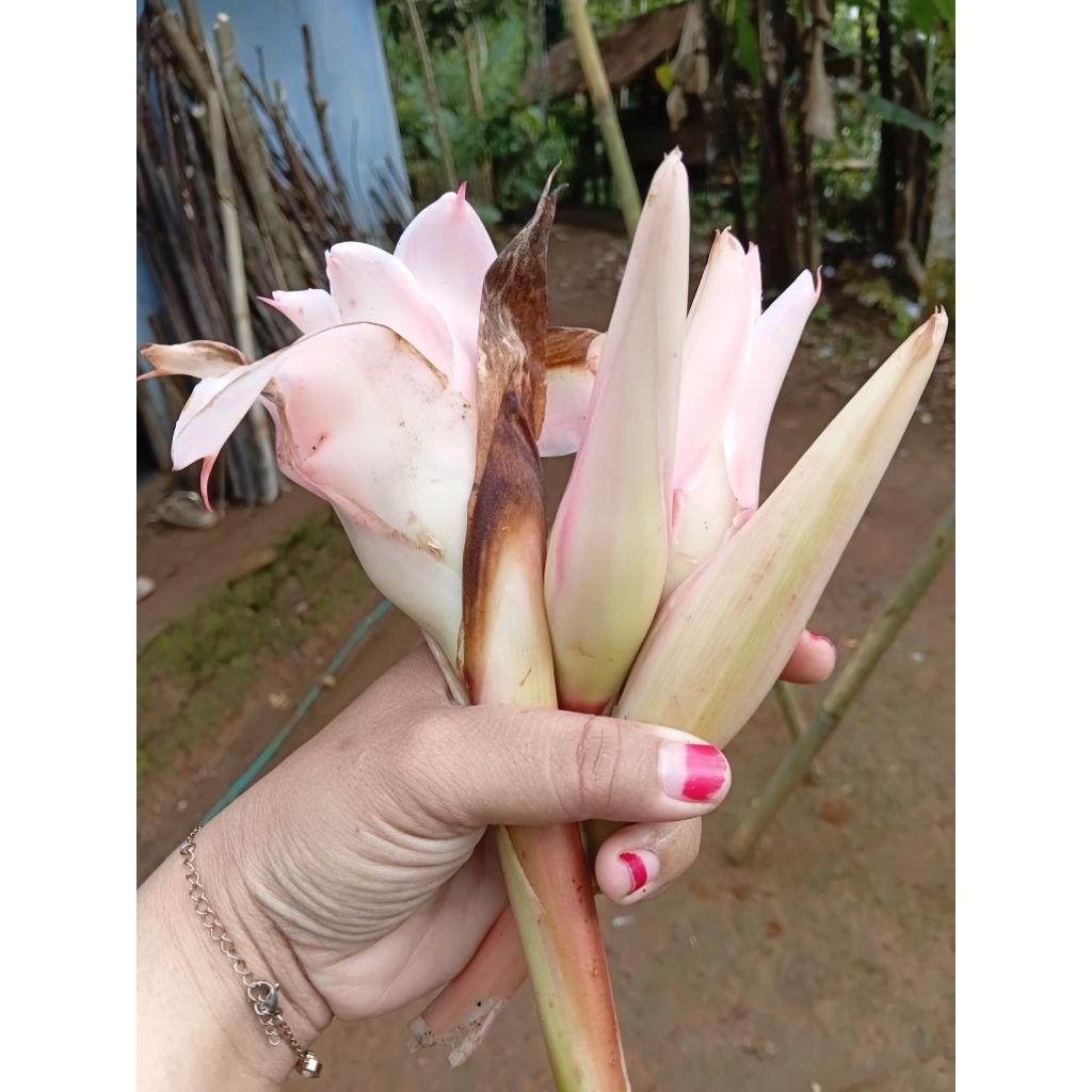 Bunga kecombrang hijau 1 kg kuncup mekar