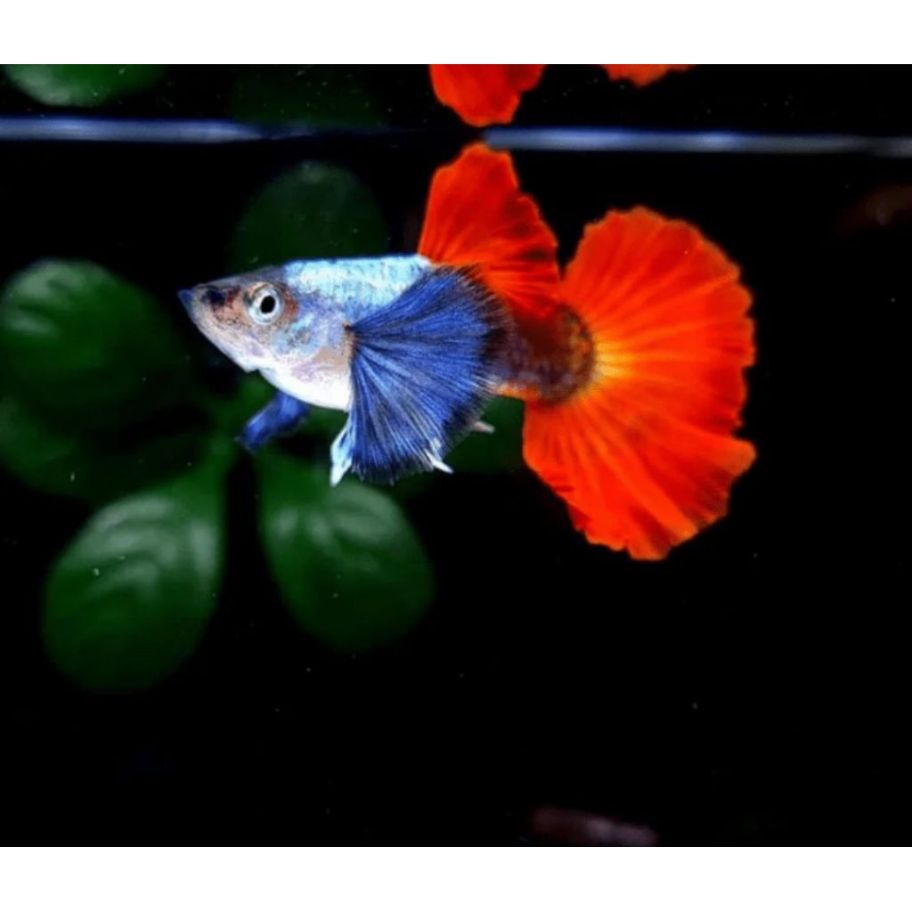 paketan sepasang GUPPY PRTDE siap dibudidayakan premium