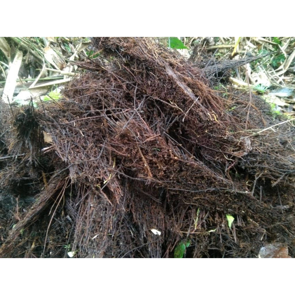 Pakis cacah kasar media anggrek 1kg