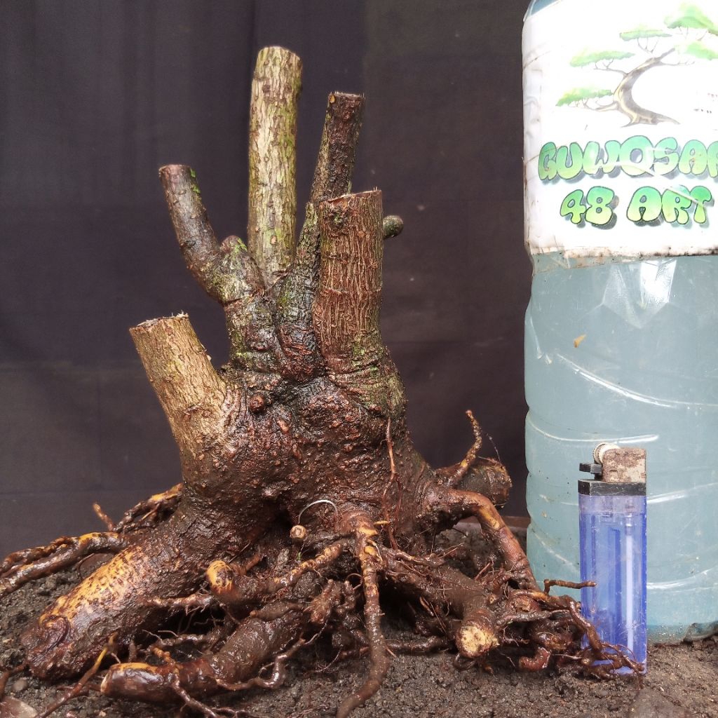 Bahan Bonsai Phusu Bulu Formal Bogel Akar Muter Small Size Real Pict