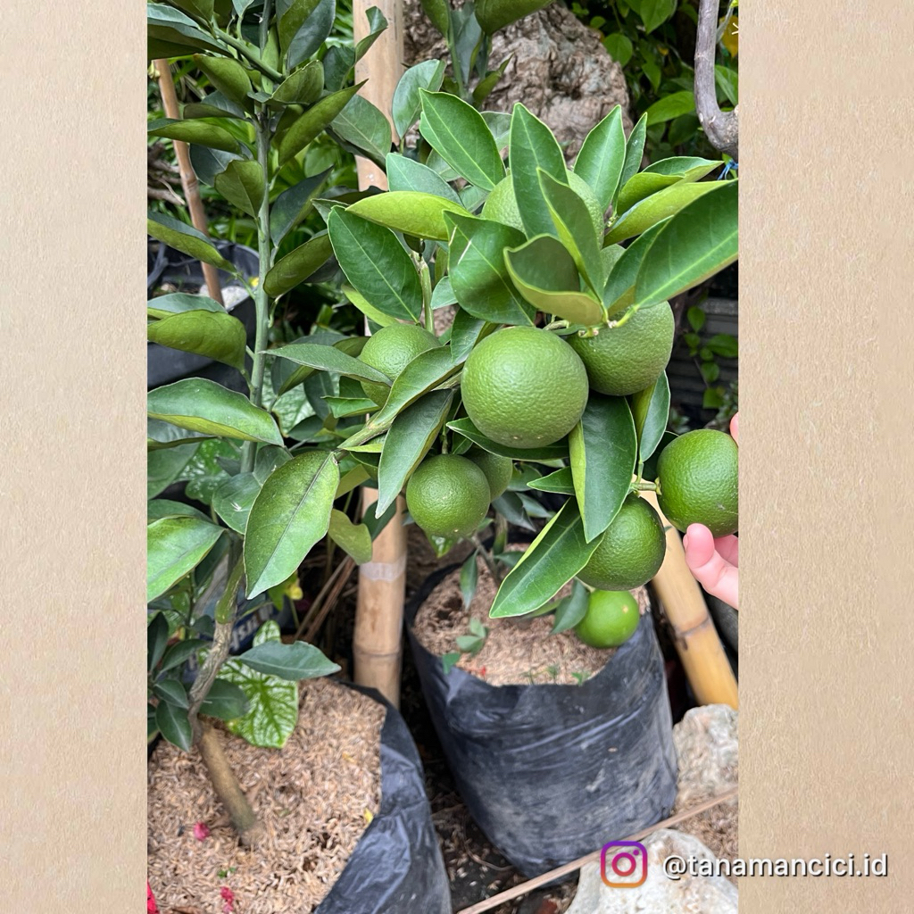 tanaman buah jeruk sunkist merah Ready Surabaya barat