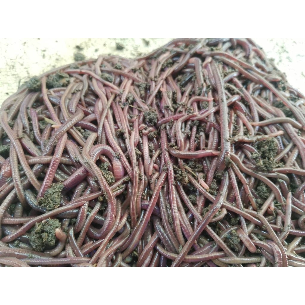 Cacing Tanah Merah ANC 1kg - Pakan Ikan, Burung, dan Kompos