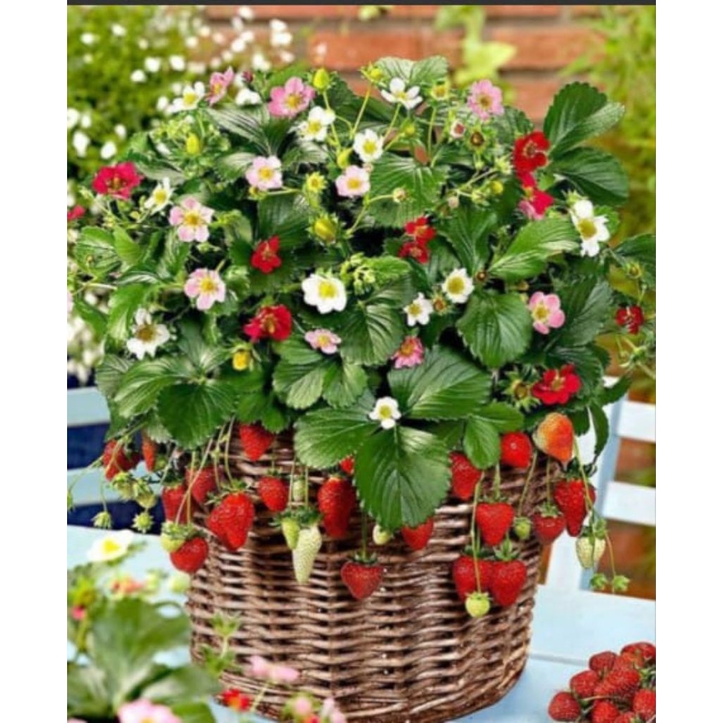 BIBIT TANAMAN STRAWBERRY NYOHO SANGAT MUDAH BERBUAH SIAP TANAM