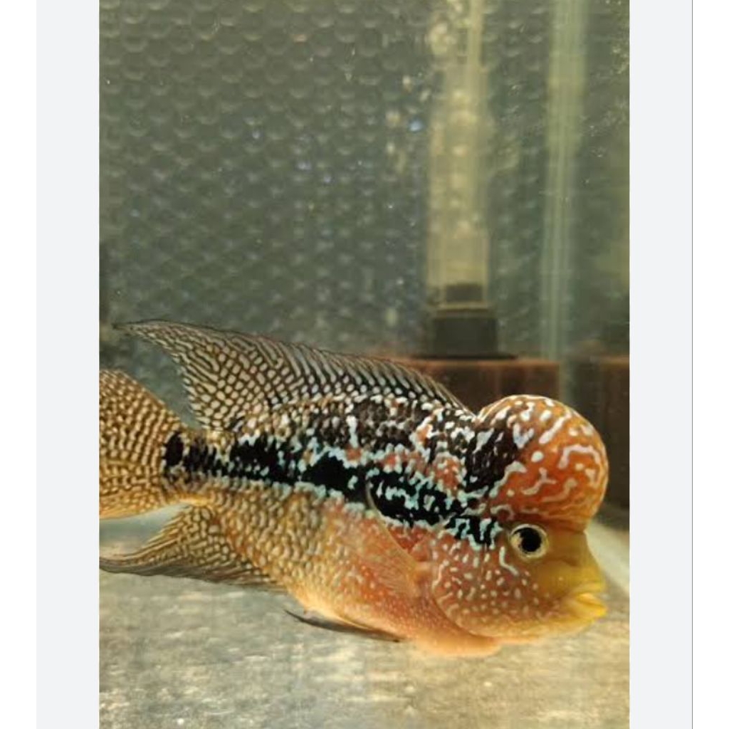 koleksi aquarium louhan cencu srm 4-6cm