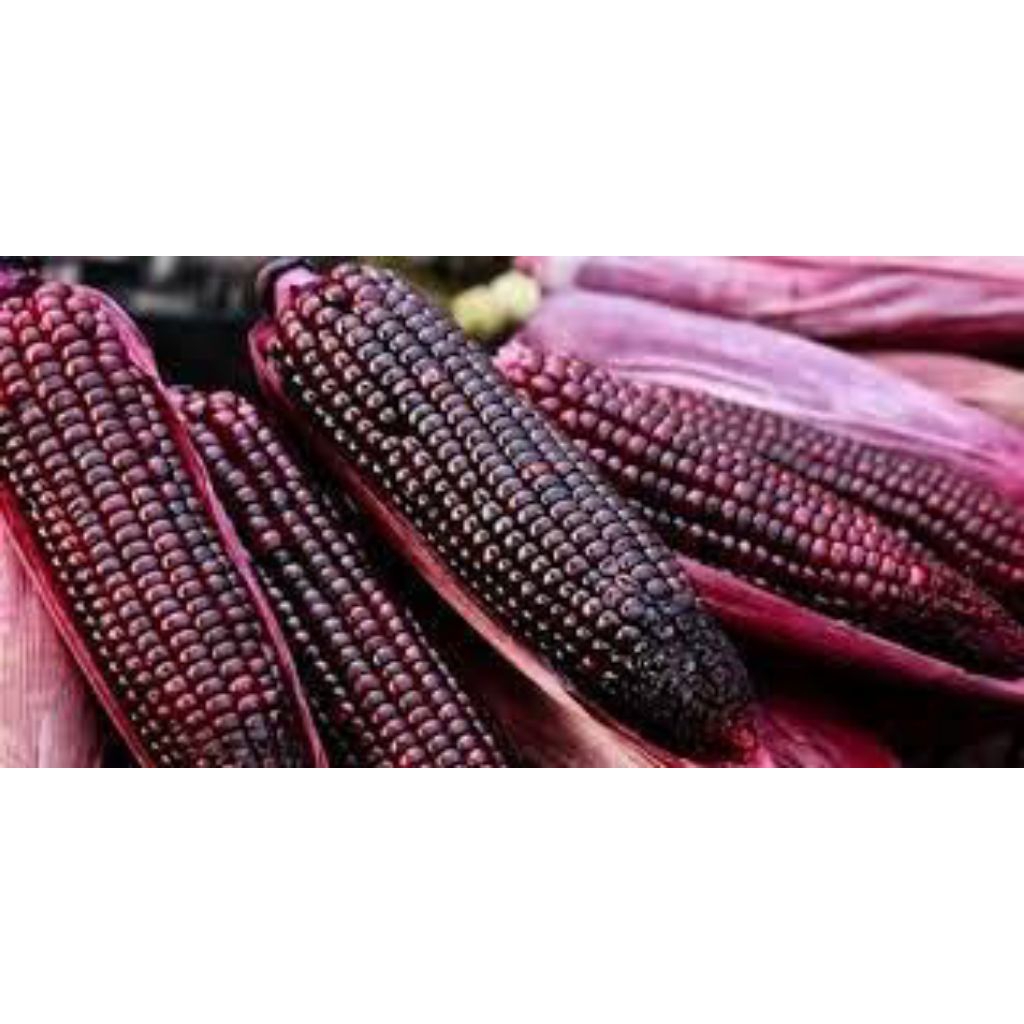 Benih Bibit Biji Jagung Ketan Ungu Benih Jagung Ketan Pulut Ungu Aneka Macam Benih Jagung