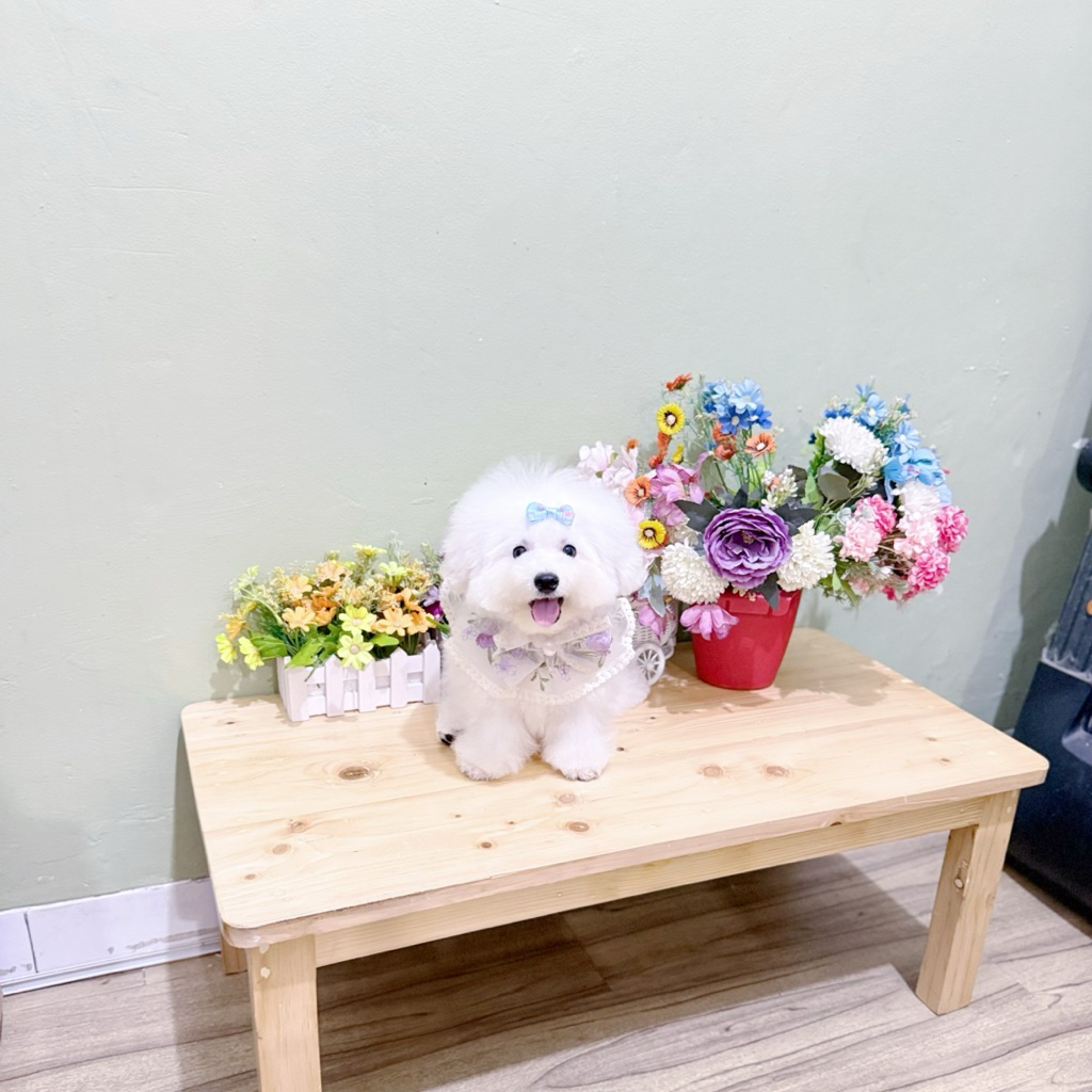 korean mini bichon male super cute face kaki cebol muka imut bloodline import korea