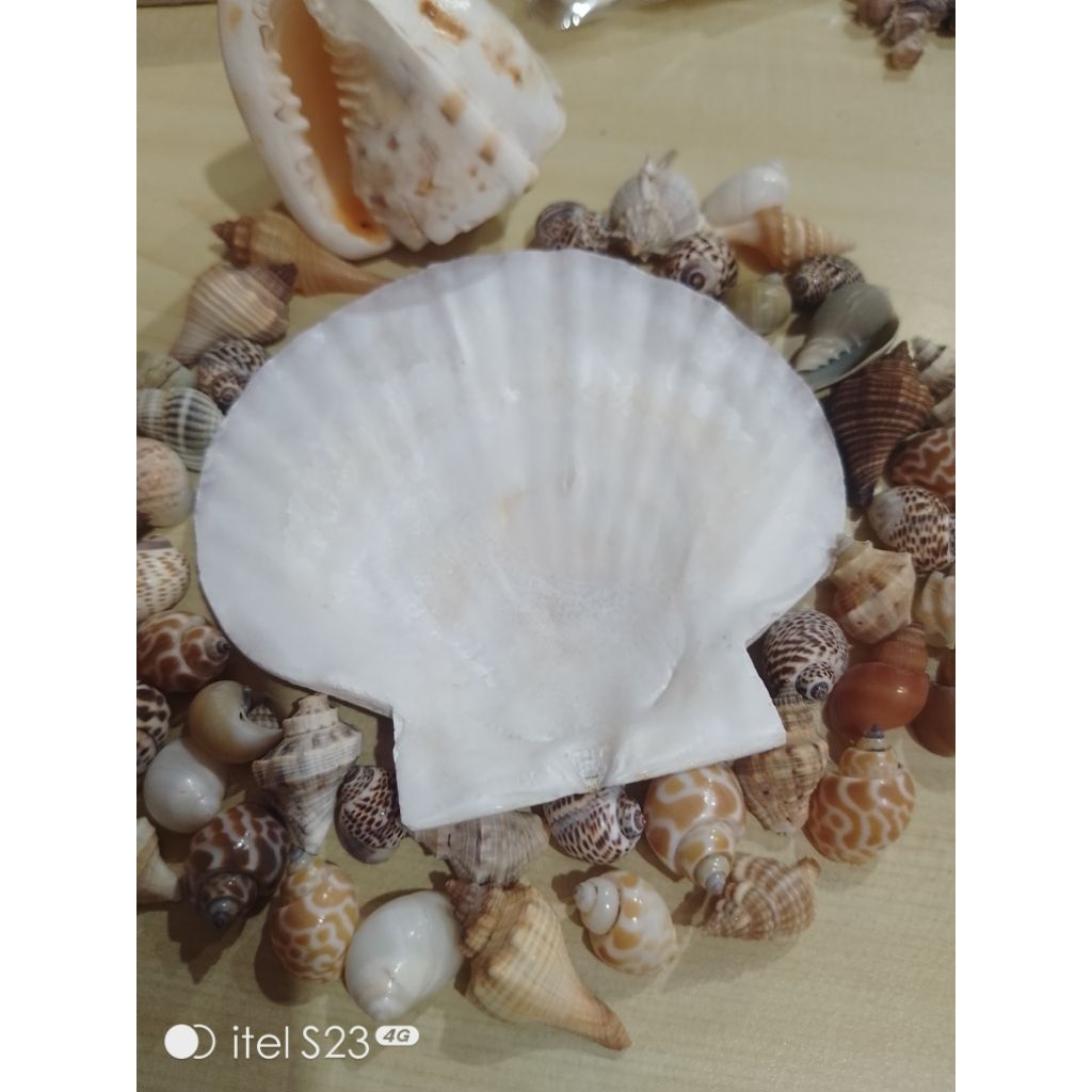 kerang kipas jumbo wadah pakan kelomang dekorasi