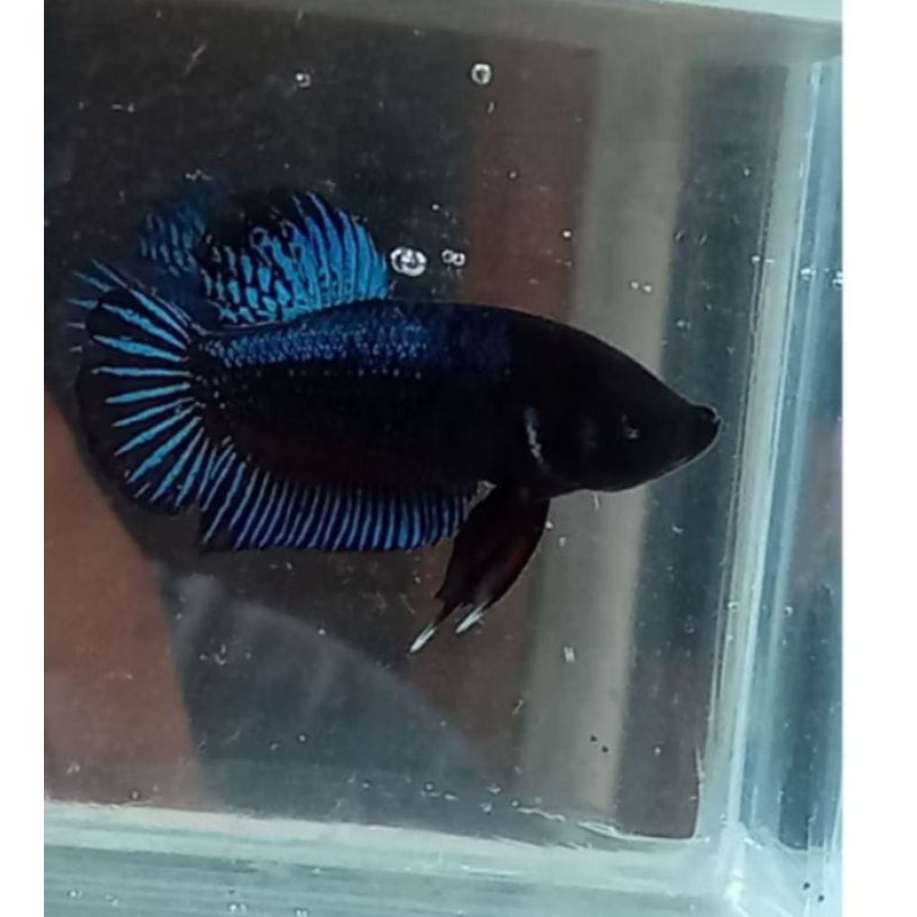 ikan cupang bagan hiasan akuarium bagan petarung