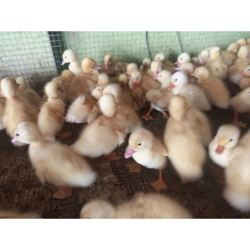 DOD Peking putih anakan bibit bebek Peking pedaging perekor