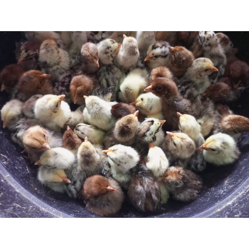 ayam kampung Arab kecil doc Arab anakan ayam kampung Arab