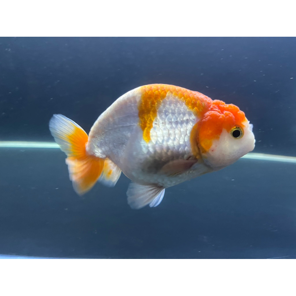Ikan Koki Ranchu Red White (RW)