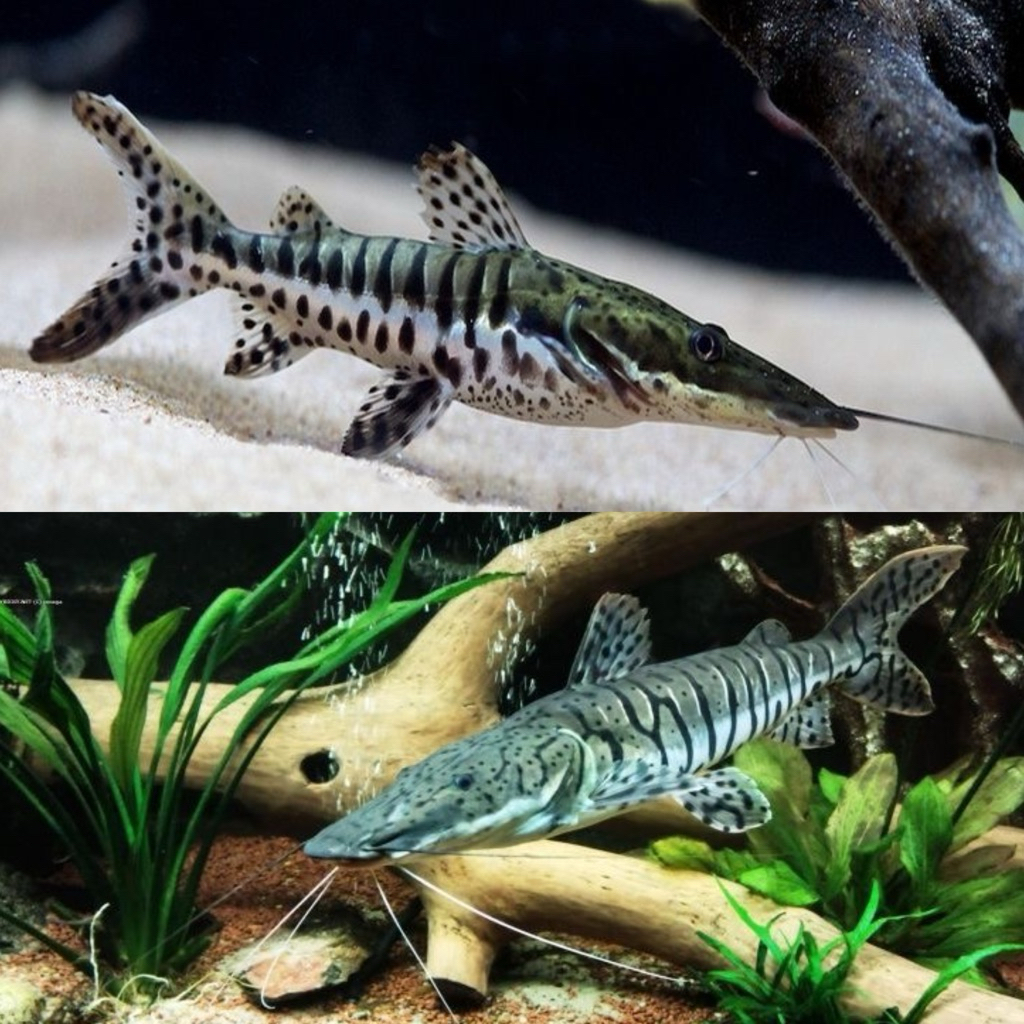 [Chan Aquatic] PKU ONLY TSN Catfish Size 7-8cm