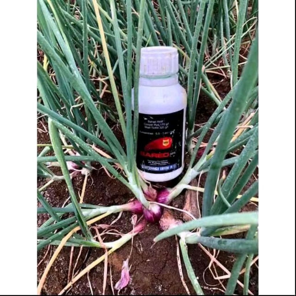 BARED  baktersida dan virusida berat 500 ml