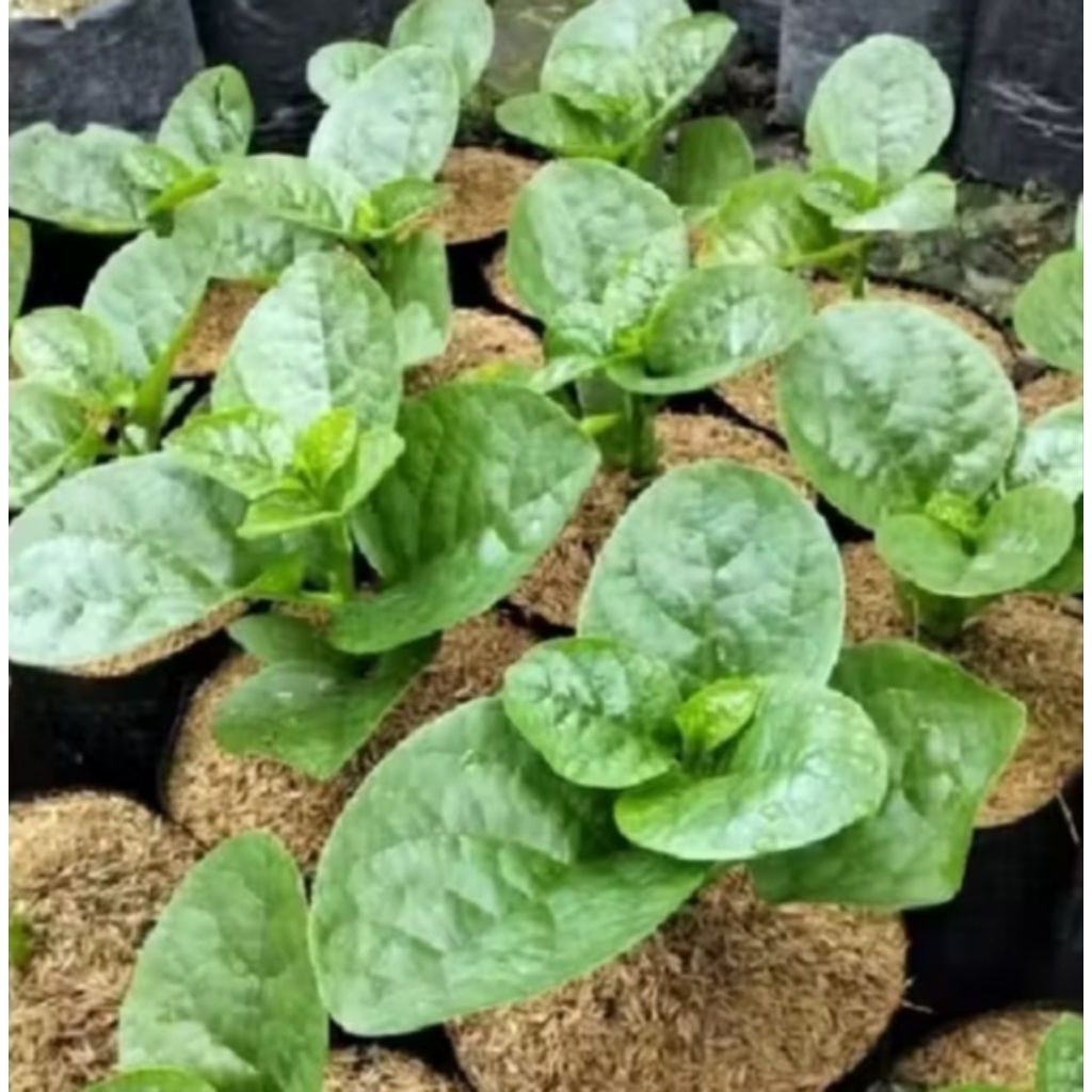 bibit sayuran bayam malabar beli 5 gratis 1