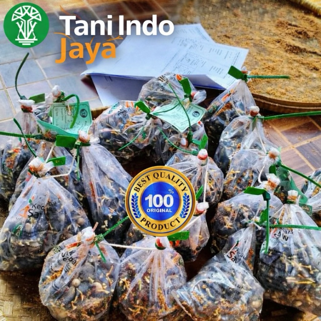 bibit sawitunggul yangambi unggul bersertifikat