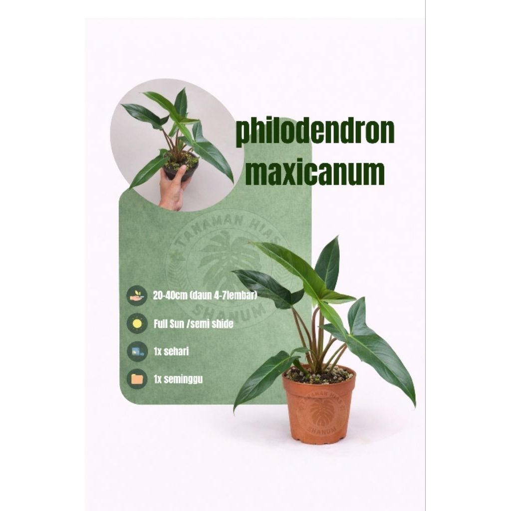 PROMO Philodendron maxicanum - philodendron - philodendron murah - philodendron maksianum
