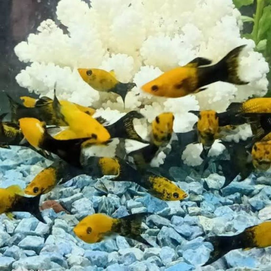 paket molly Golden black cawang