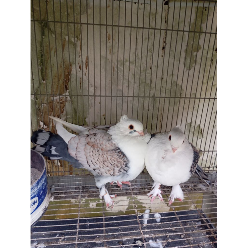 Merpati Hias Santinet sepasang