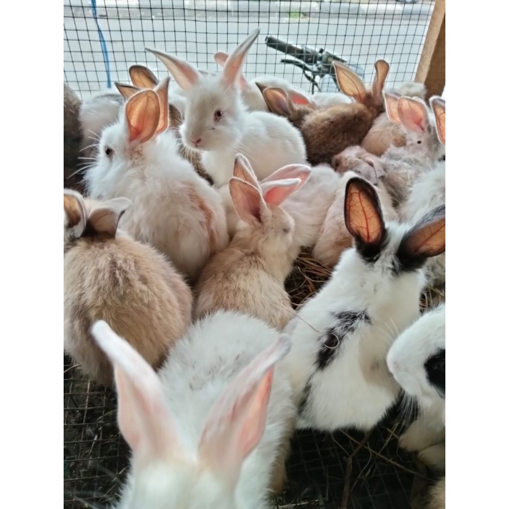 Kelinci lokal hidup kelinci anakan boleh request warna putih coklat putih