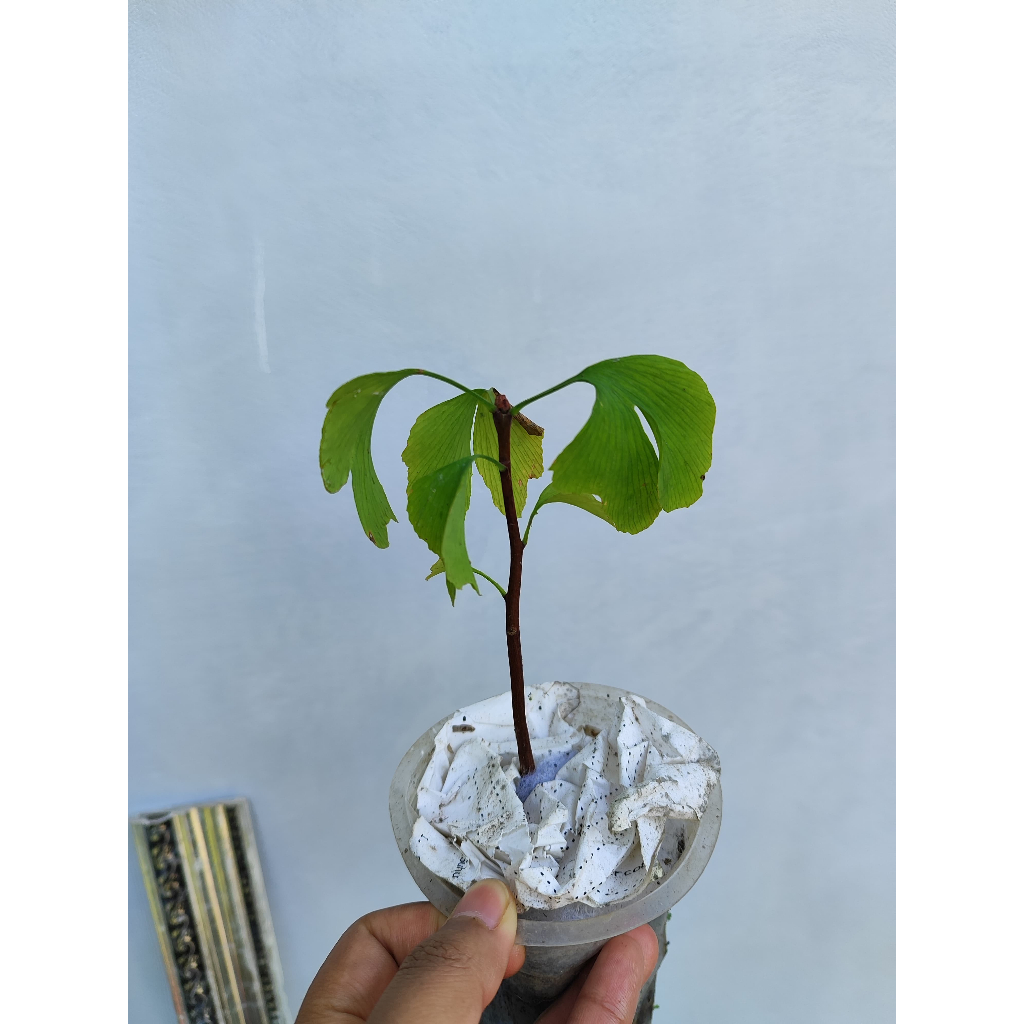 TANAMAN LANGKA Ginkgo biloba ORIGINAL