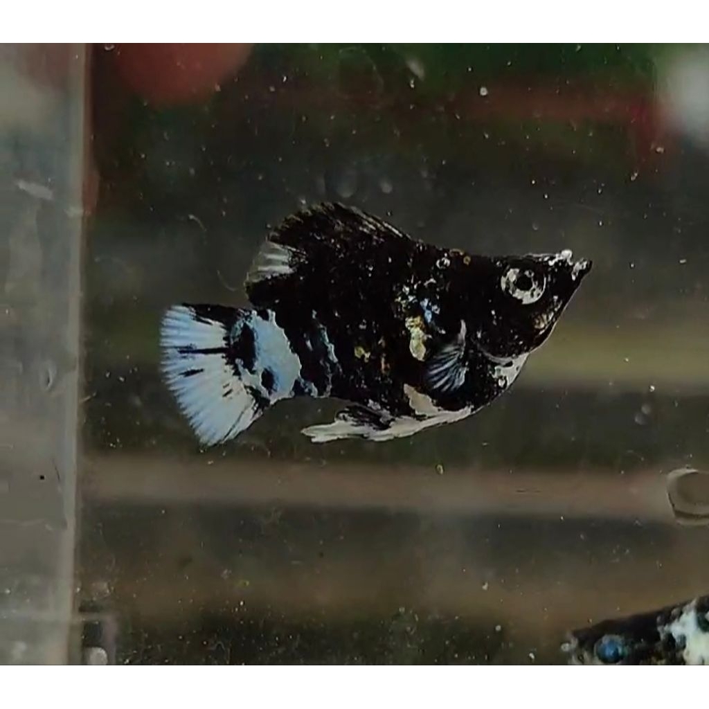 Molly Zebra Platinum