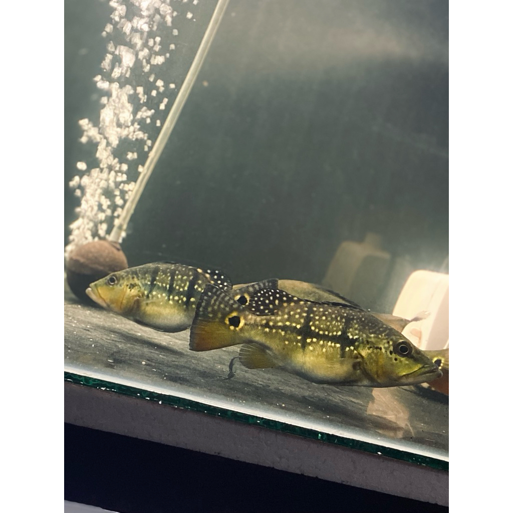 Hiasan Aquarium Pbass Xingu Short Body Size 15cm