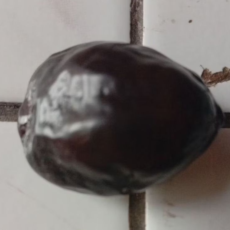 Muncang adu jenis JAWA ISOLATOR