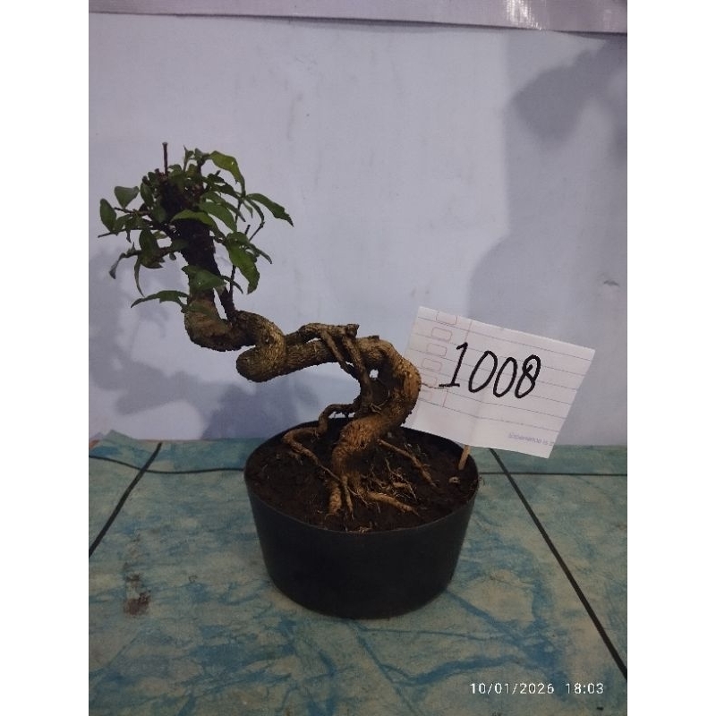 bonsai mirten sakura bunga ungu no.1008
