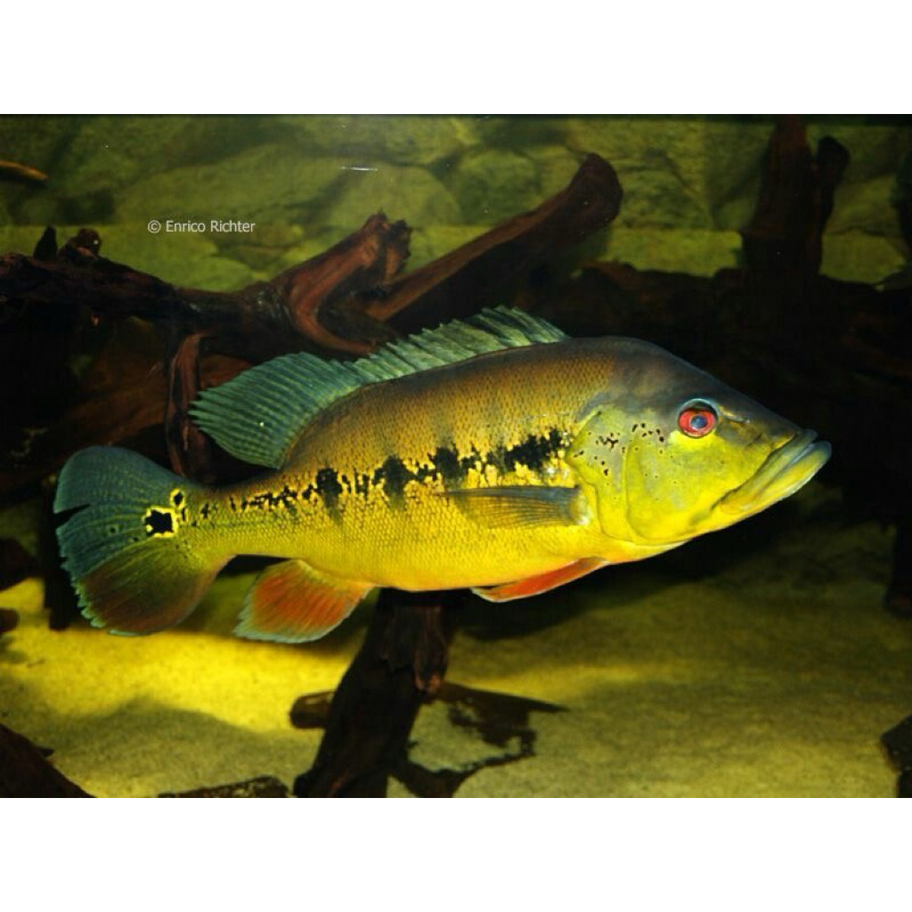 Pbass Intermedia 8-9