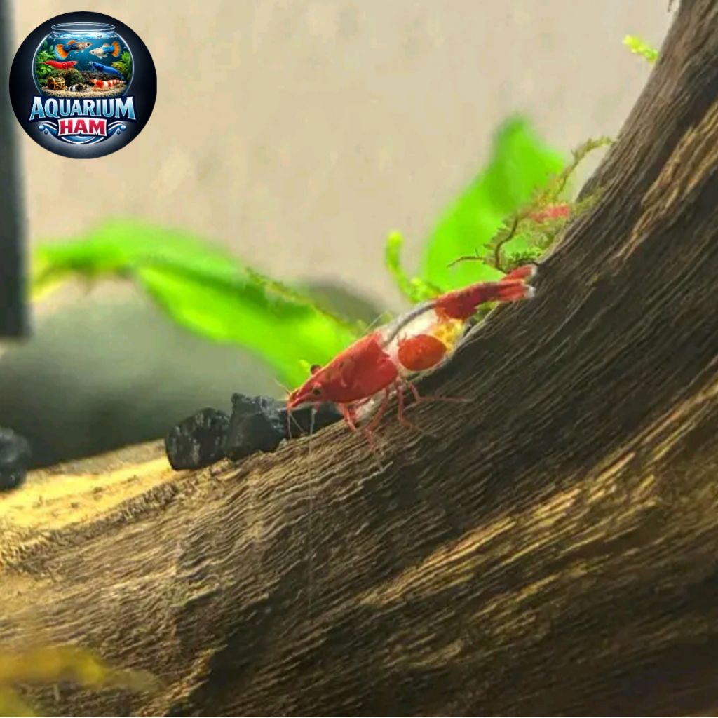 hiasan aquarium udang hias red rilli indukan