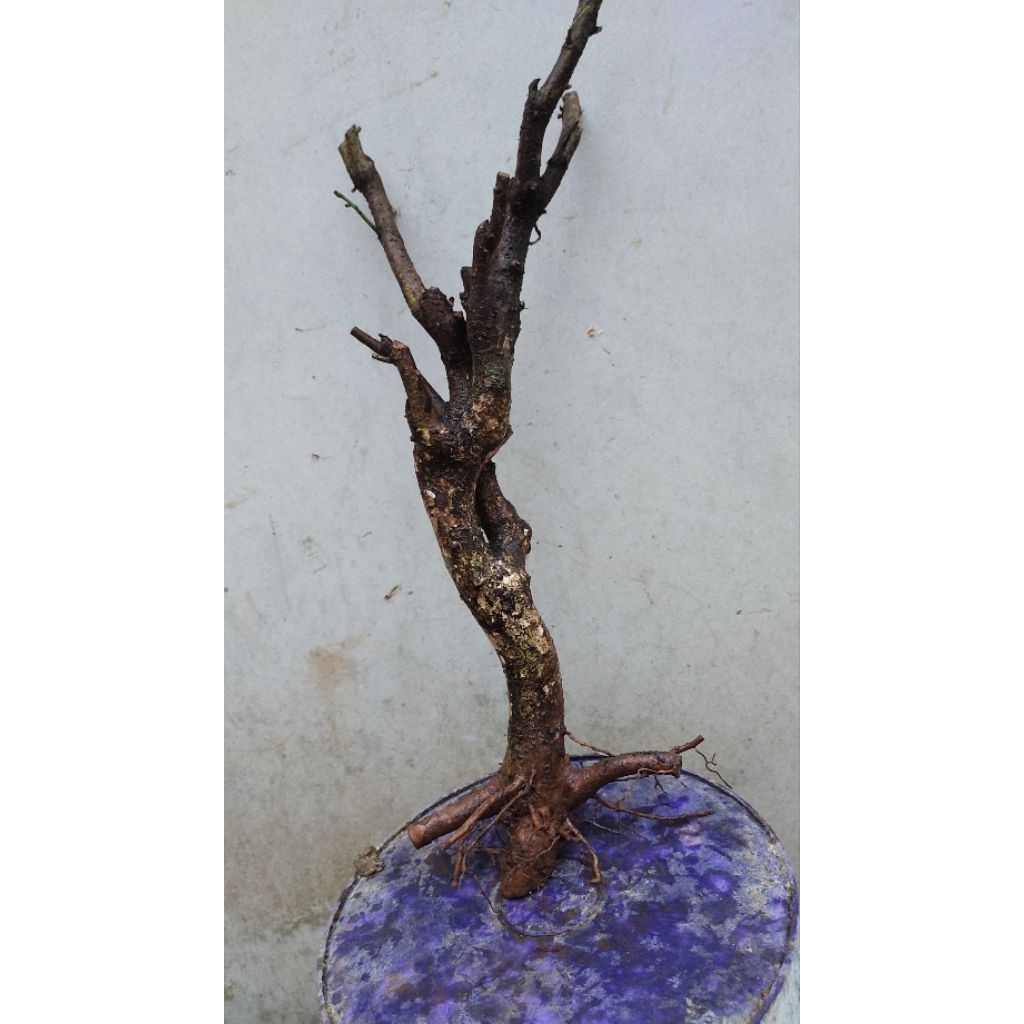 bahan bonsai wuni realpic sesuai gambar