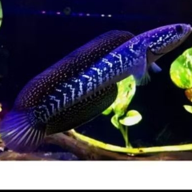 chana asiatica 10-15cm