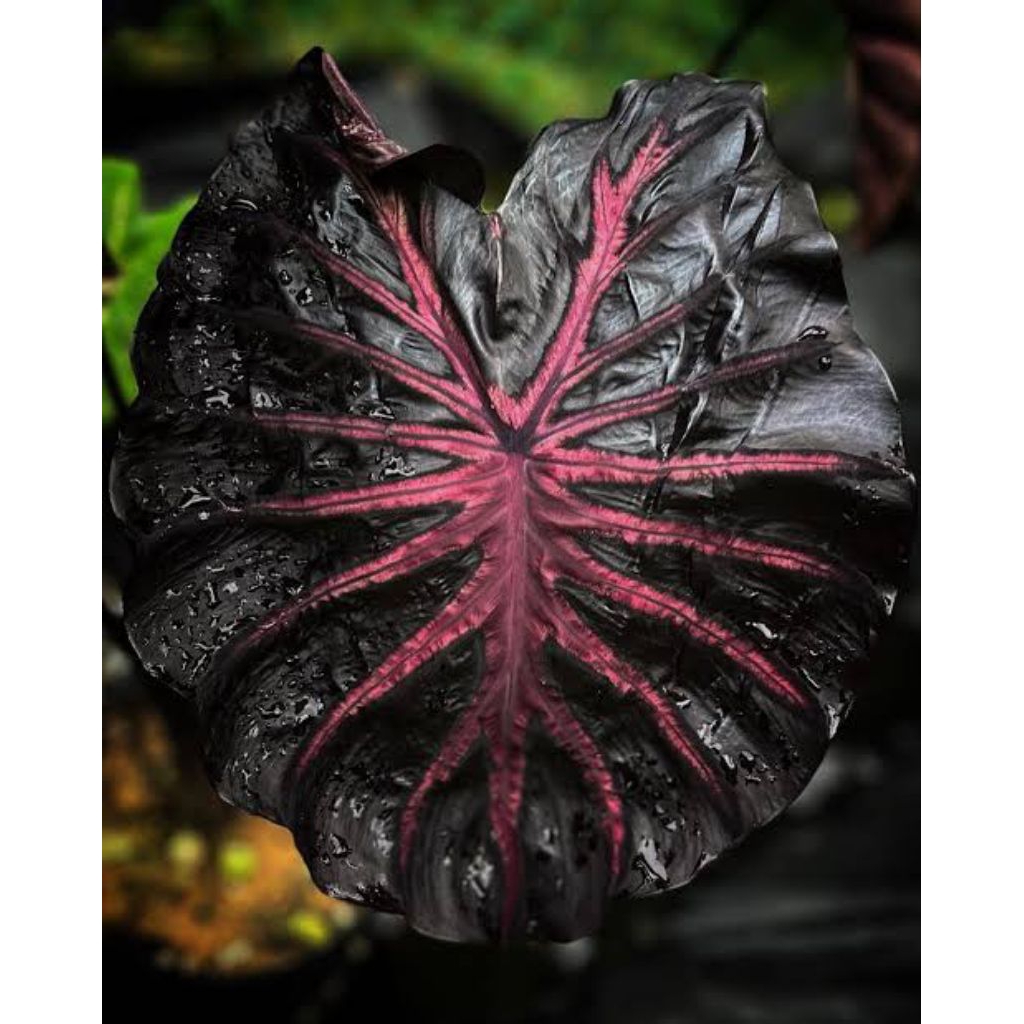 [NEW] Colocasia the king// ukuran remaja