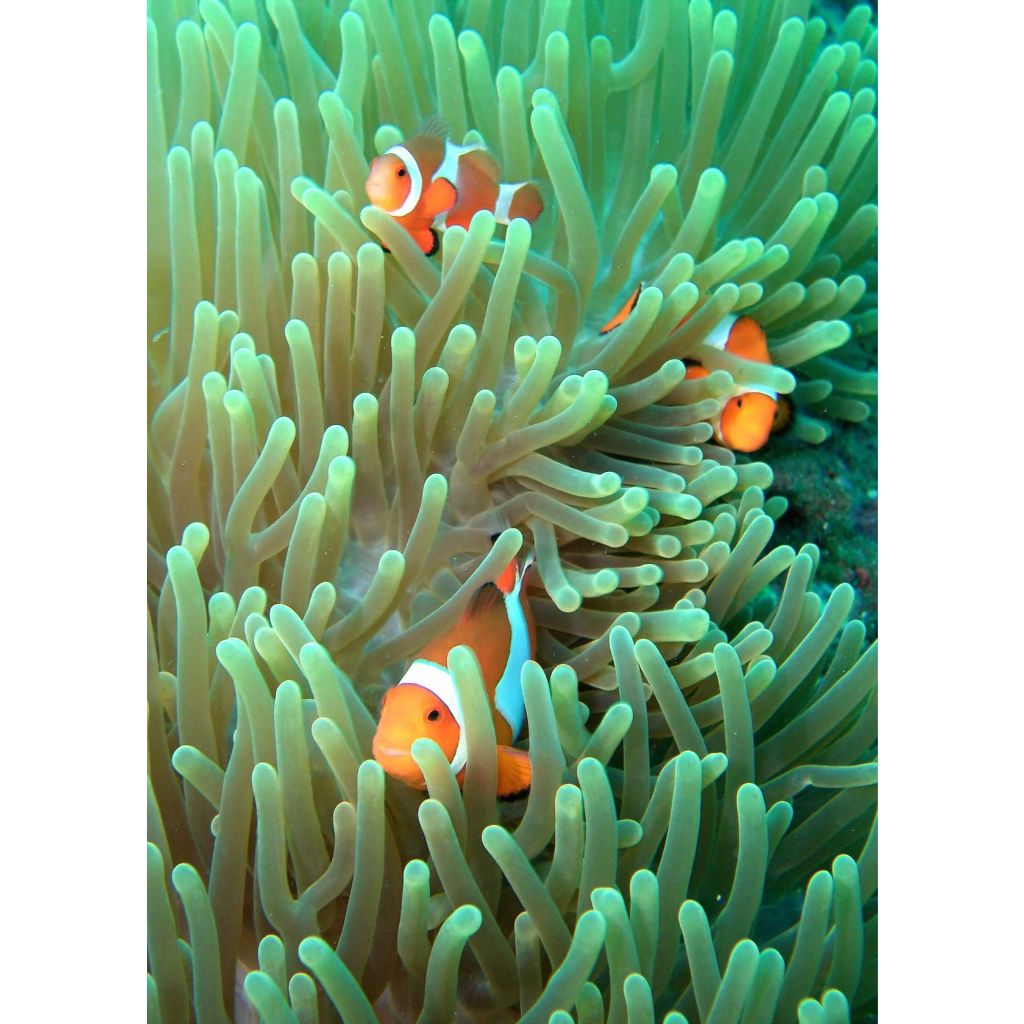 Paket Ikan Nemo dan Anemon Rumah Ikan Alami Ikan Nemo