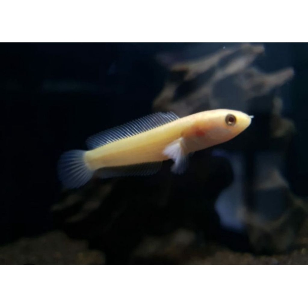 CHANA GOLDEN XHANTIC SIZE 4-5cm