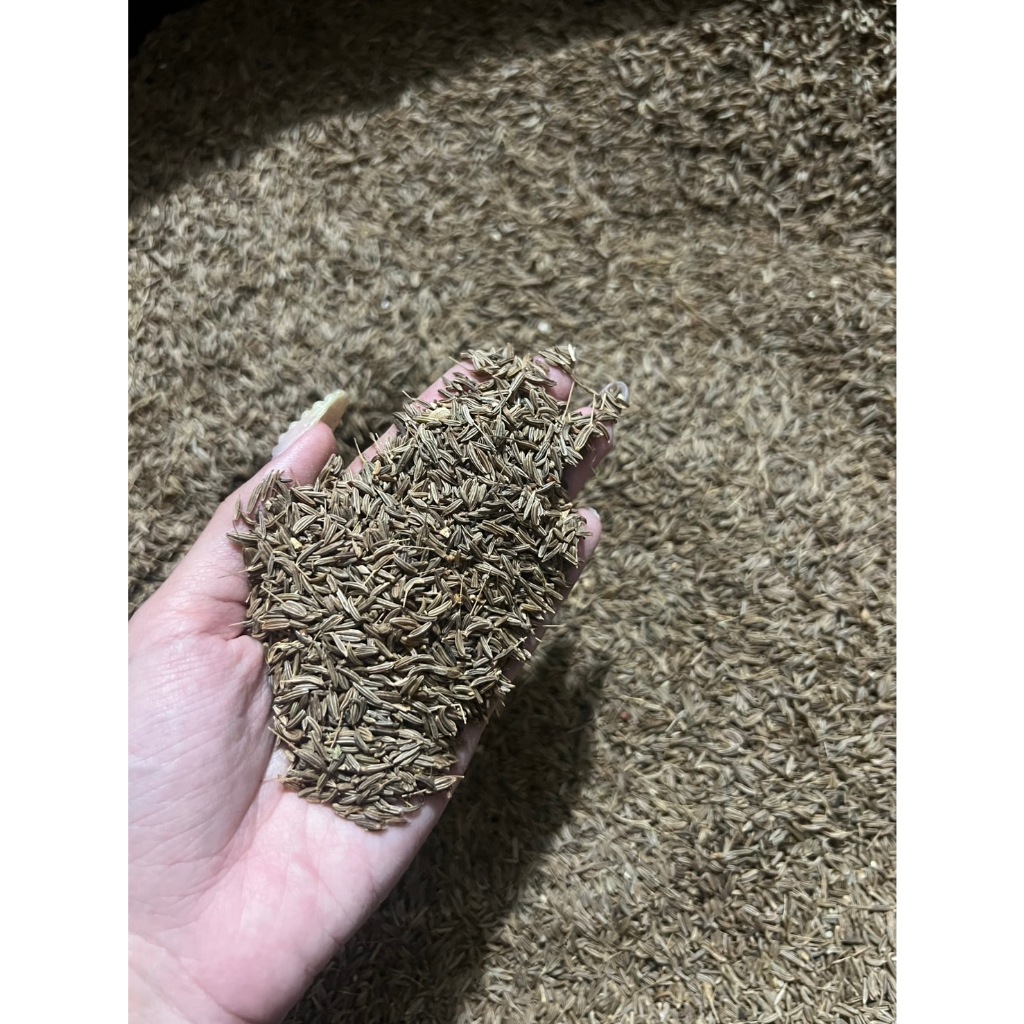 Jinten Cumin 1 Kilogram / Jinten 1 Kg / Jinten Cumin 1000 Gram / Caraway Seed 1 kg Super Wangi
