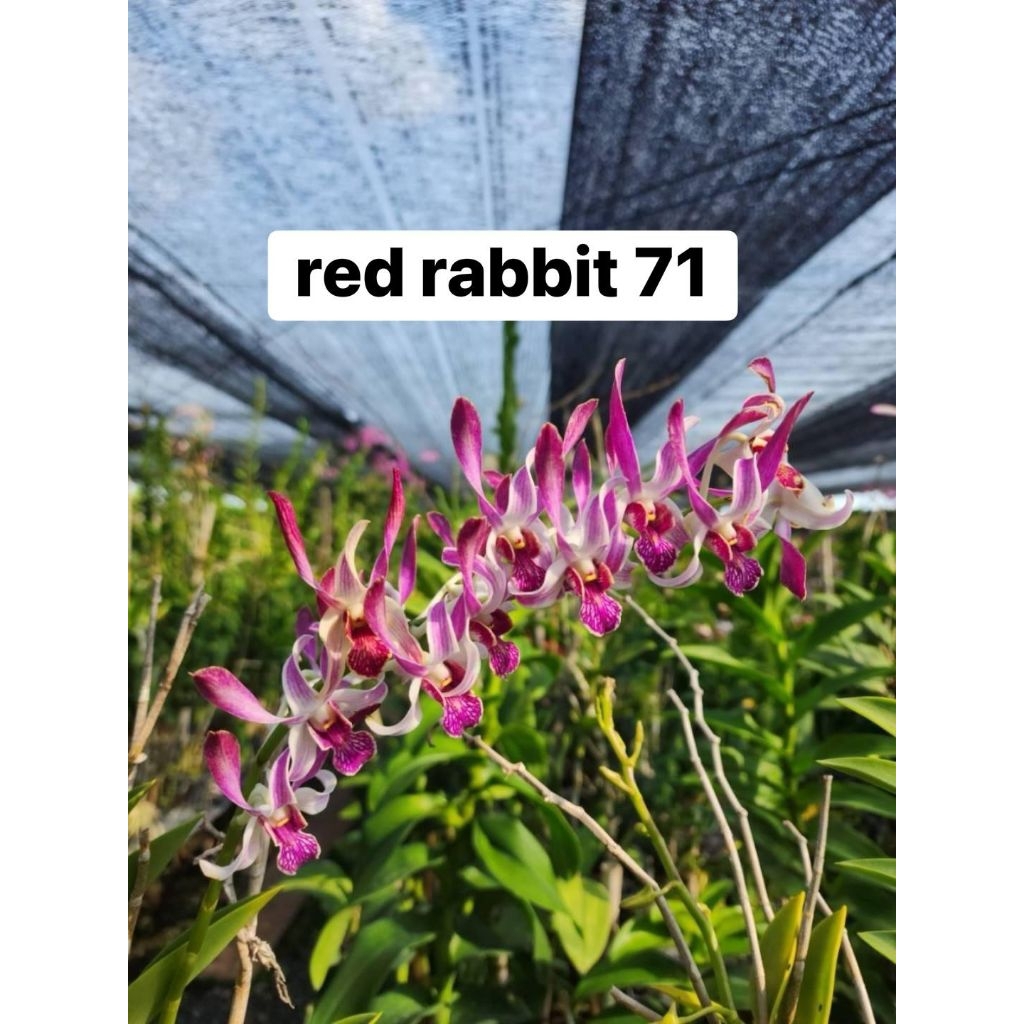 dendrobium red rabbit remaja Bangkok