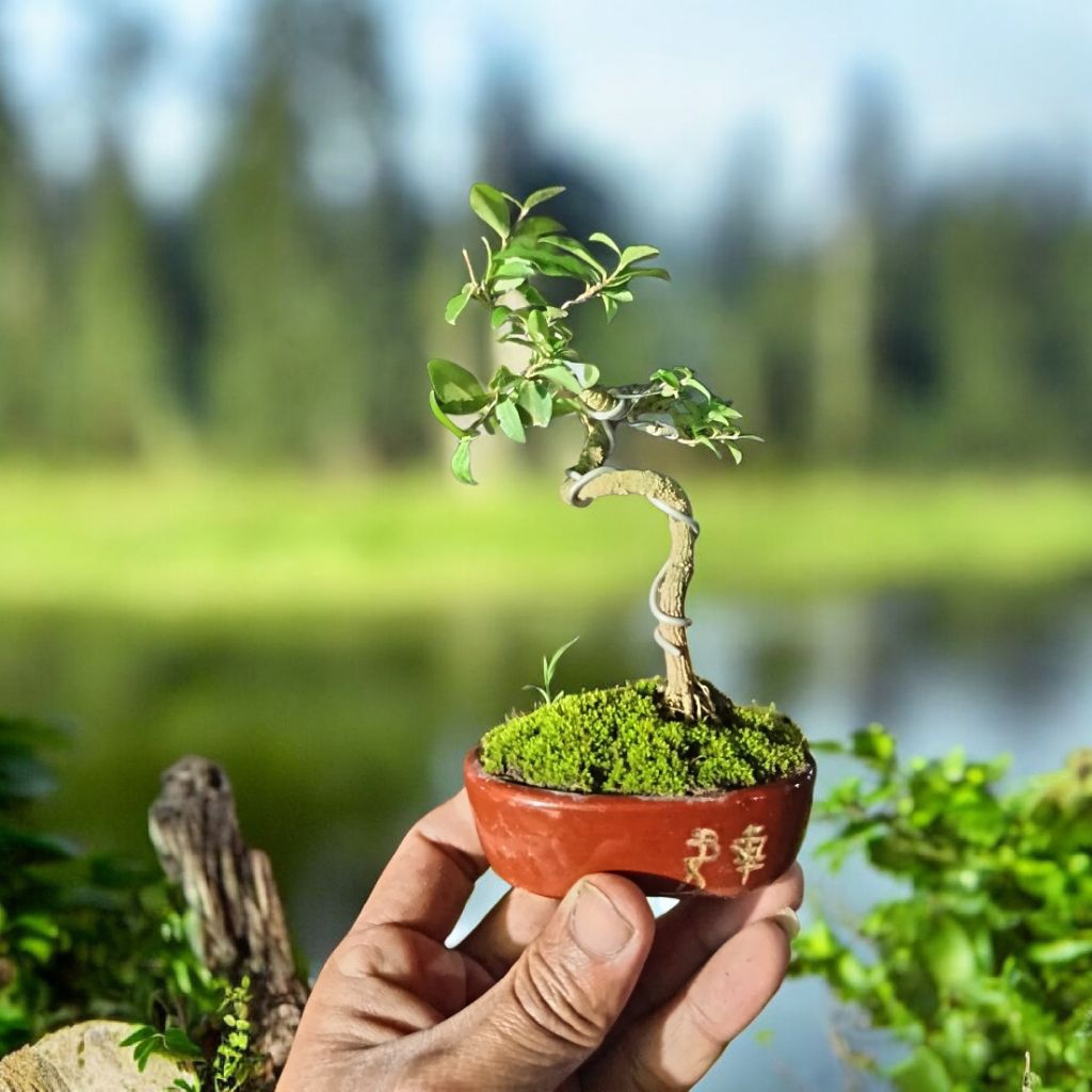 bonsai sakura micro siap pajang