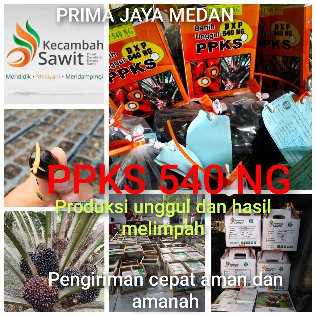 Bibit Benih Kecambah Sawit PPKS 540 Asli Medan (250 butir)