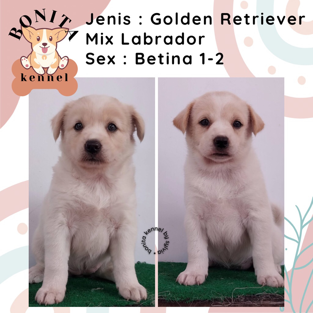 Labrador Mix Golden Retriever Anak Anjing Labrador Mix Golden Jantan Betina