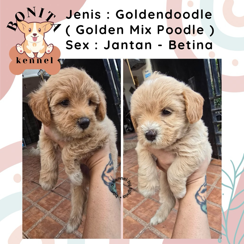 Goldendoodle Golden Retriever Mix Poodle Anjing Golden Poodle Jantan Betina