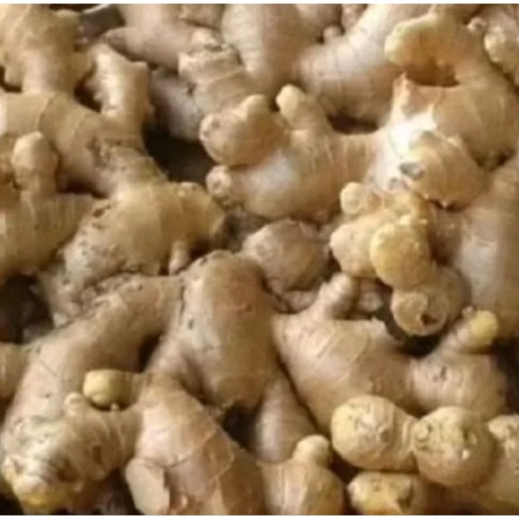 JAHE PUTIH JAHE GAJAH 1KG