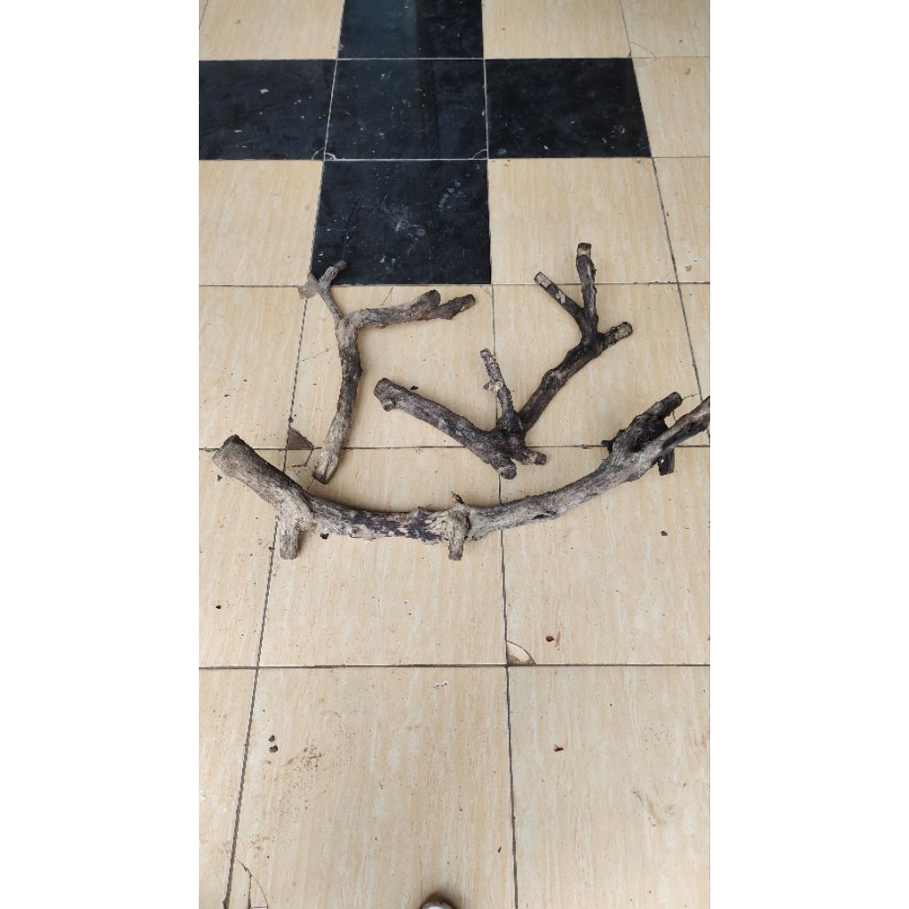 paket 3 pohon Tlogosari  kering realpic sesuai gambar 3kg