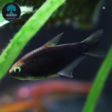 Black Palmery Tetra Black Emperor | Ikan Hias Aquascape | Nematobrycon Palmeri