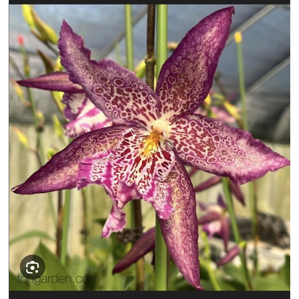 Anggrek Oncidium