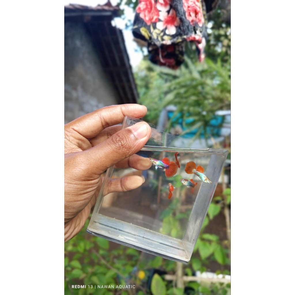 HB_Red_Rosetail_Half_Moon