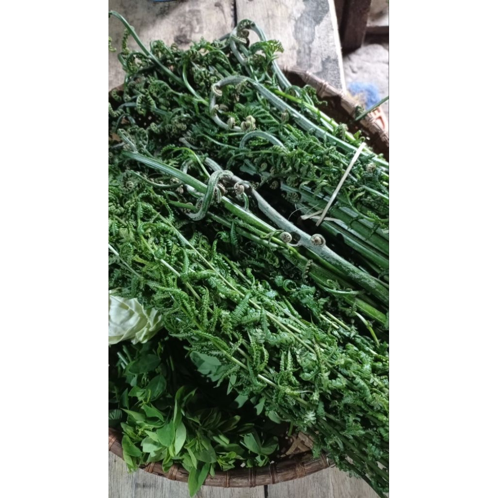 Sayur Pakis Segar 500 Gram - Tingkatkan Produksi Sel Darah Merah