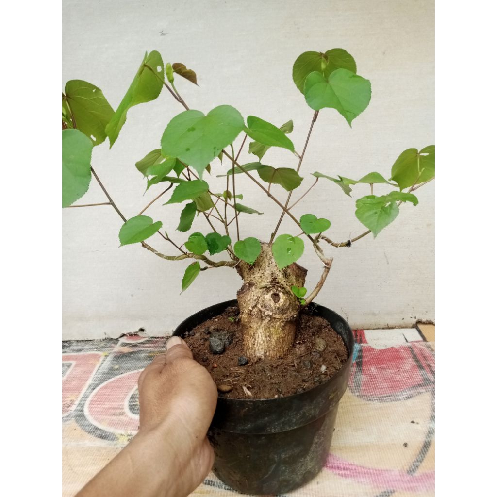 bonsai waru besar sesuai gambar