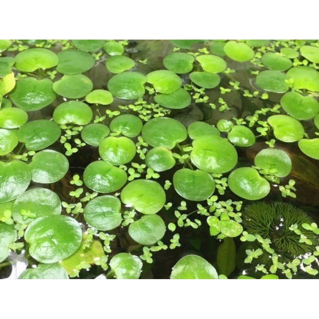 Tanaman Air Frogbit Amazon,Tanaman Apung Aquarium